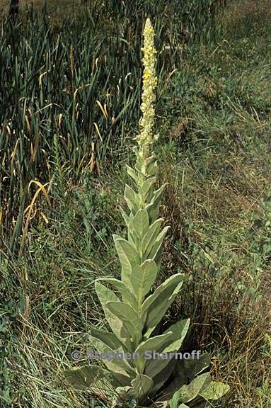 verbascum thapsus 1 graphic